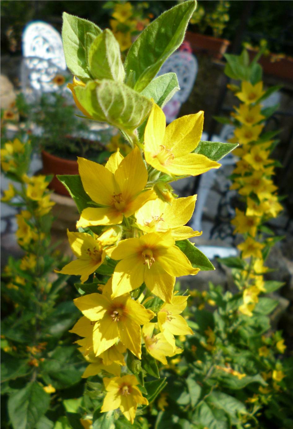 Blume-gelb
